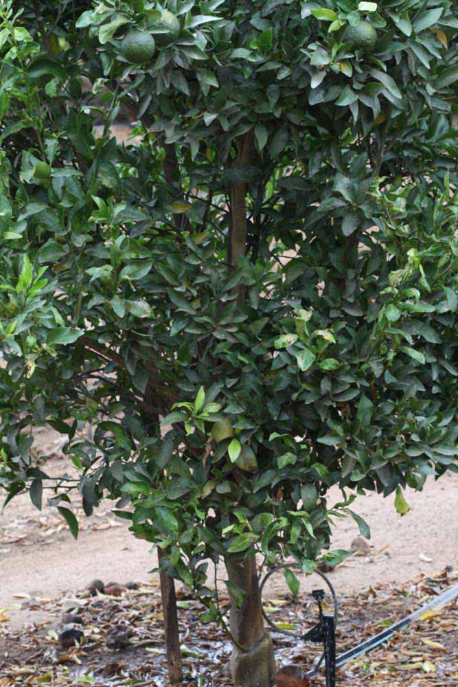            Habit (Riverside, CA)   